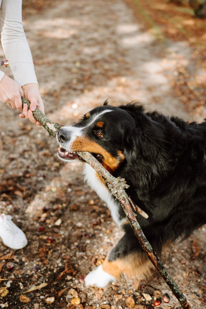 Maëlle, Vincent et Sherlock