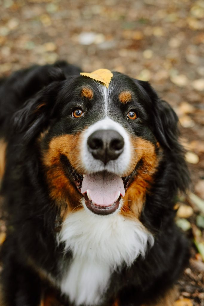 Maëlle, Vincent et Sherlock